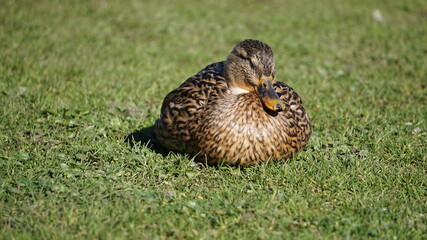 a relaxed duck in the park at the Liselund old castle on the island Mon, Denmark, March