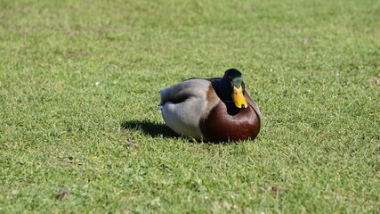 a relaxed duck in the park at the Liselund old castle on the island Mon, Denmark, March