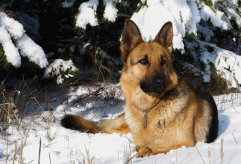 German shepherd dog sits for a walk in a pine forest on a sunny winter day.