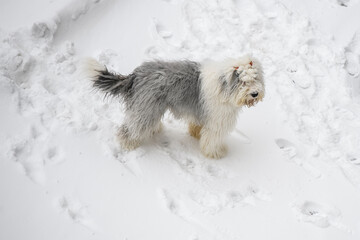 Old English Sheepdog or bobtail runs on winter snowy road.