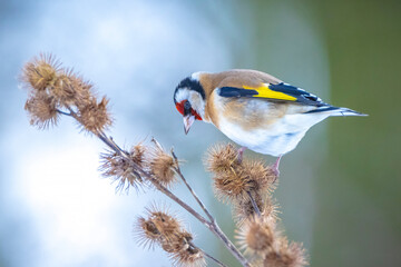 European goldfinch bird, Carduelis carduelis, perched eating seeds in snow during Winter season