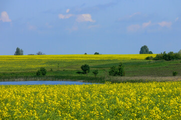 Panorama of rapeseed field in spring 