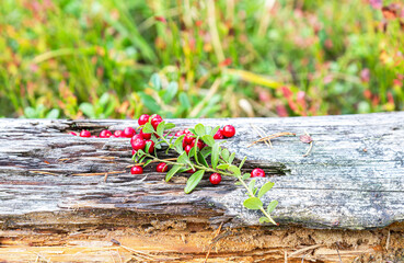 Ripe lingonberry berries grow in the forest
