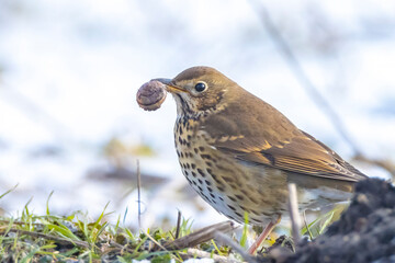Song thrush bird, Turdus philomelos, foraging in snow, beautiful cold Winter setting