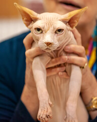 Canadian Sphynx cat