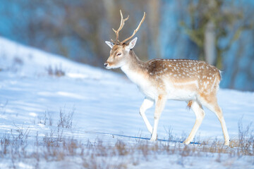 Naklejka na ściany i meble Fallow deer stag Dama Dama foraging in Winter forest snow