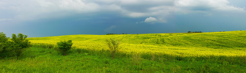 Panorama of rapeseed field in spring  against a stormy sky