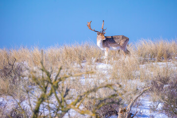 Fallow deer stag Dama Dama foraging in Winter forest snow