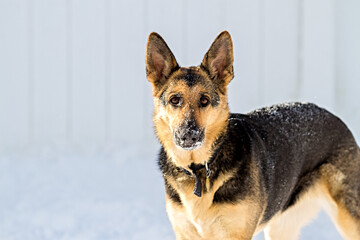 German Shepherd Sprinkled with Snow