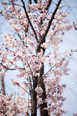 윤중로 벚꽃 축제