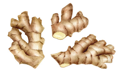 Watercolor ginger root set. Hand painted ginger rhizome illustration isolated on white background. Traditional spice ingredient, fresh plant for cooking, medicinal herb for packaging, recipe, menu