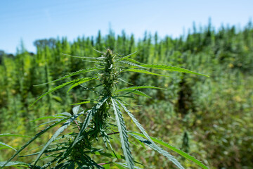 Marijuana bud on the outdoor field
