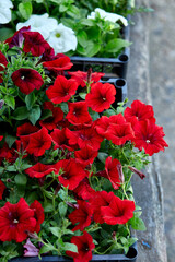 Boxes with seedlings of flowers petunia for planting outdoor.