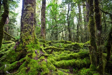 Kussenhoes New Zealand forest © Galyna Andrushko