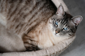beautiful striped cream cat with blue eyes lies on the bed with his paw thrown over. animal close-up portrait