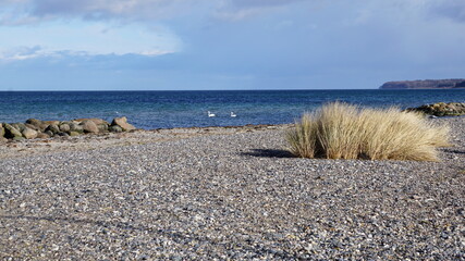swans on the beach of Stege on the island Mon, Denmark, March