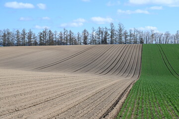 幾何学的な高原の畑