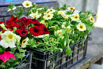 Boxes with seedlings of flowers petunia for planting outdoor.
