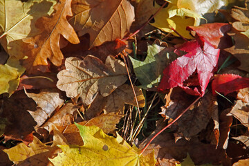 Herbstlaub
