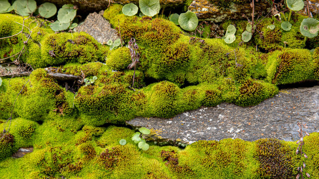 Wild moss with small plants and rock