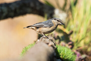 A Trepadeira-Azul é uma pequena e activa ave florestal, que pode ser observada a subir e descer afanosamenteos troncos de árvores sobre os quais se alimenta