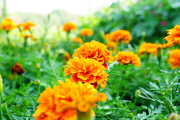 Marigold flowers bloom beautifully in the morning.