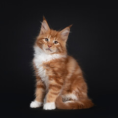 Fototapeta na wymiar Handsome red with white Maine Coon cat kitten, sitting side ways. Looking straight to camera. Isolated on black background.