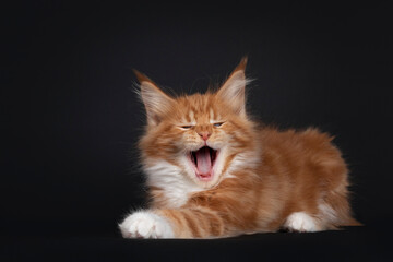 Fototapeta na wymiar Handsome red with white Maine Coon cat kitten, laying down yawning, mouth wide open showing teeth. Isolated on black background.