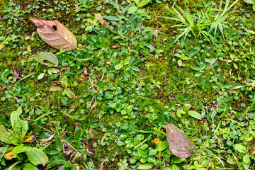 Foliage, grass and creeping plants on the ground, wet from the rain with dry leaves fallen from the trees.