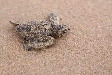 Close-up of baby Loggerhead sea turtle