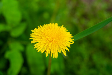 Dandelion on a green background. Selective focus.