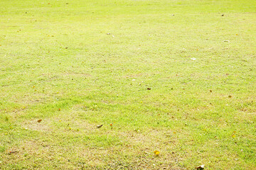 Green grass floor background texture.