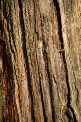 Texture of the bark of an old tree in the sun.