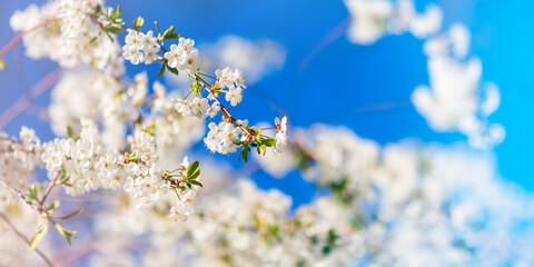 Spring blooming and blossoming flower branch against blue sky