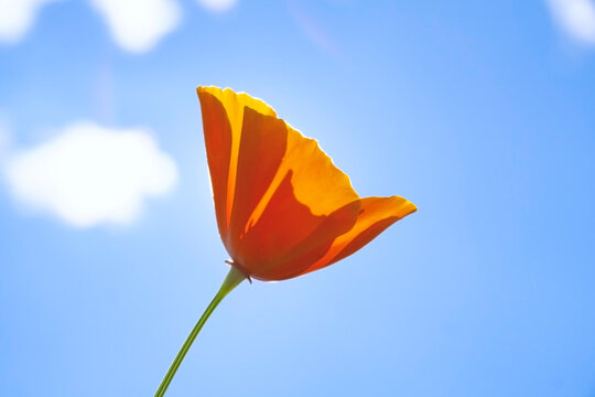orange California poppy (Eschscholzia californica) with blue sky background