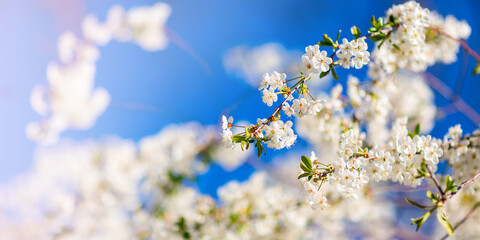 Spring blooming and blossoming flower branch against blue sky