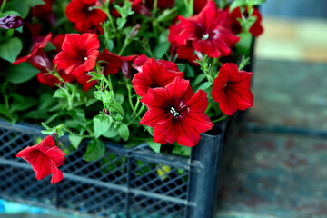 Boxes with seedlings of flowers petunia for planting outdoor.