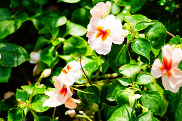 Impatiens. flowers blooming in the morning.