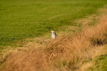 Obraz na płótnie Canvas Great Blue Heron seen from the side on the green grass. The wind blows through the feathers and the tall yellow grass. Selective focus, blur