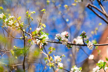 Spring blooming and blossoming flower branch against blue sky