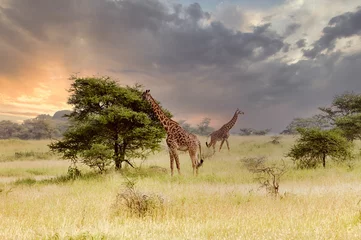 Fototapeten giraffe in the savannah © Ryu