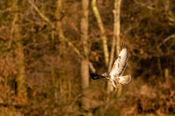 Large bird of prey flies in the air and hunts for food. Majestic brown-feathered buzzard with a...