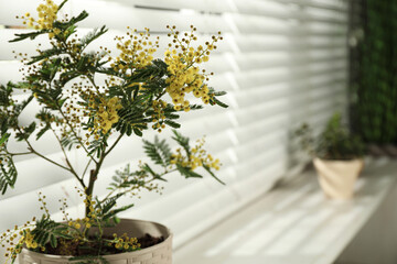 Beautiful mimosa in pot on window sill, closeup. Space for text