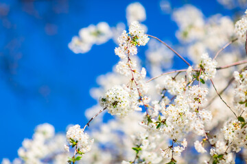 Spring blooming and blossoming flower branch against blue sky