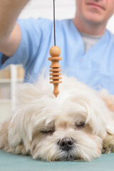 Therapist or vet using pendulum