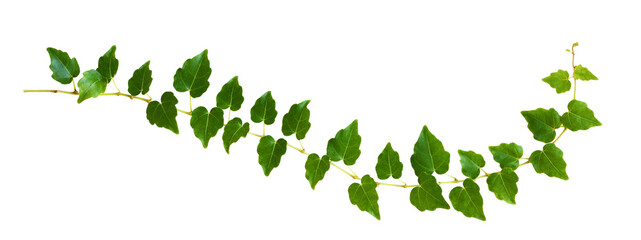 Closeup of waved ivy twig with small green leaves