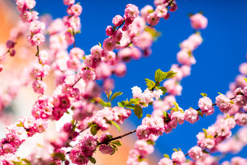 Spring blooming and blossoming flower branch against blue sky