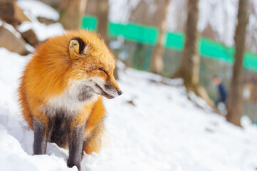 日本のキタキツネ