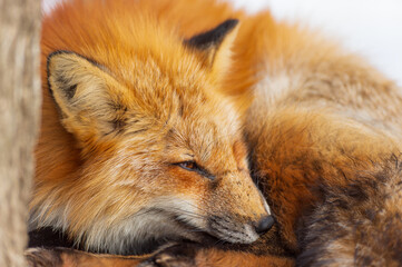 red fox portrait