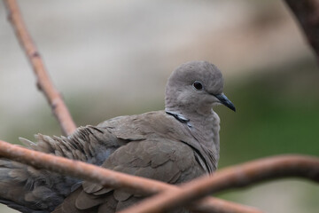 Streptopelia decaocto, or  Collaret dove on a branch.